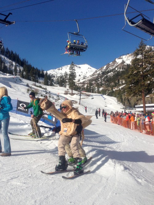 The camel coming through the finish at the Chinese Downhill